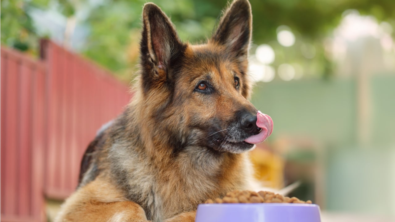 Bosch Hundefutter im Check: 4 Sorten und Tageskosten