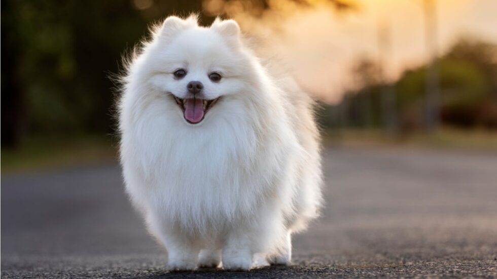 10-s-e-hunde-diese-hunderassen-m-ssen-sie-kennen