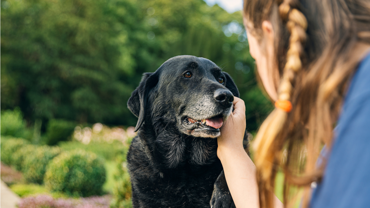 Älterer Hund mit grauer Schnauze schaut seine Bezugsperson an