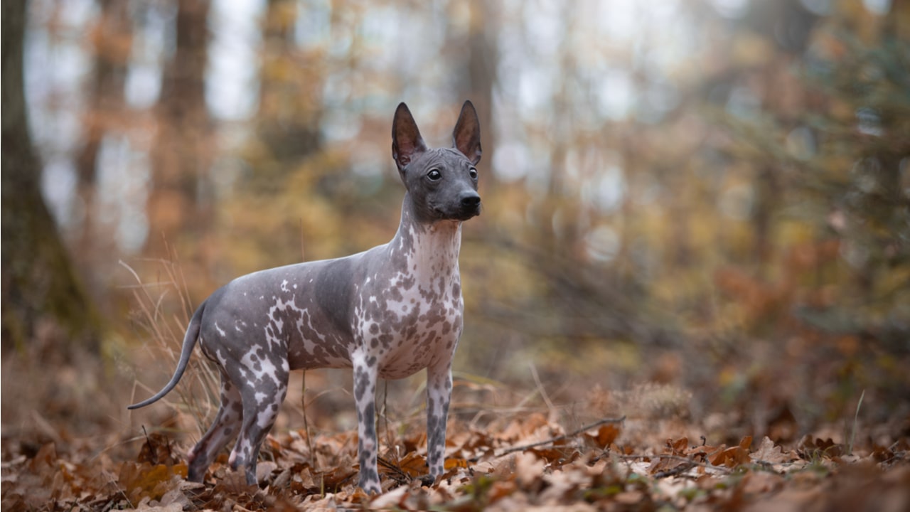 American Hairless Terrier im Porträt