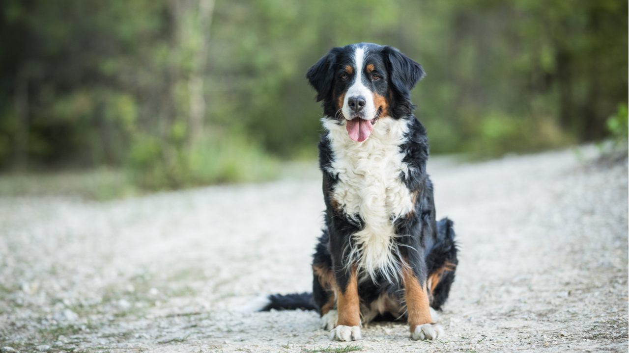 Hundenamen für große Hunde: stark, aber gut rufbar