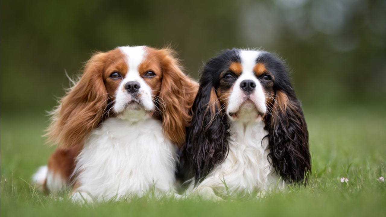 Cavalier King Charles Spaniel als kleiner Familienhund