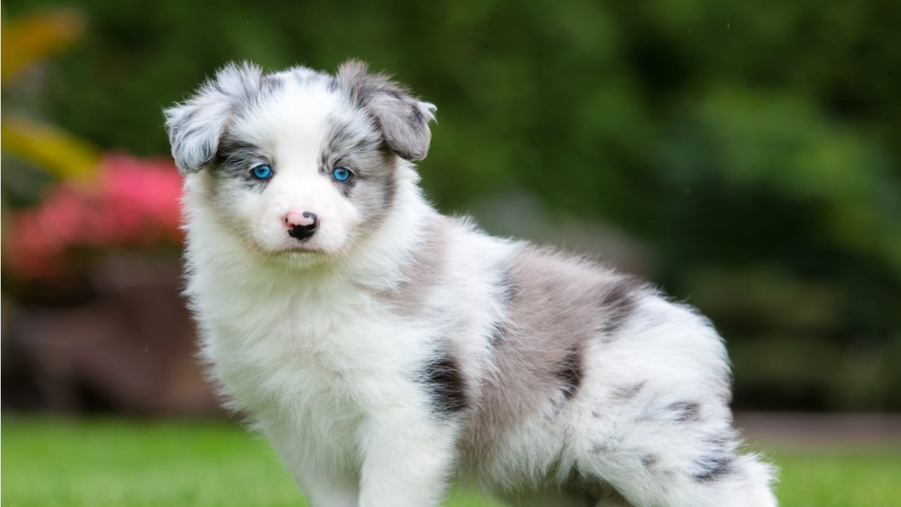 Merle Collie Welpe mit hellen Augen