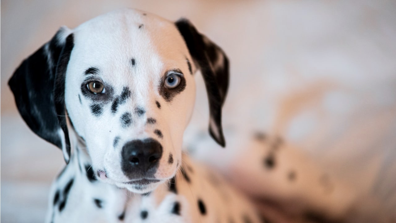 Dalmatiner mit Heterochromie und einem blauen Auge