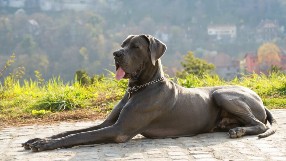 Wie Groß Ist Eine Deutsche Dogge hello-hund.de