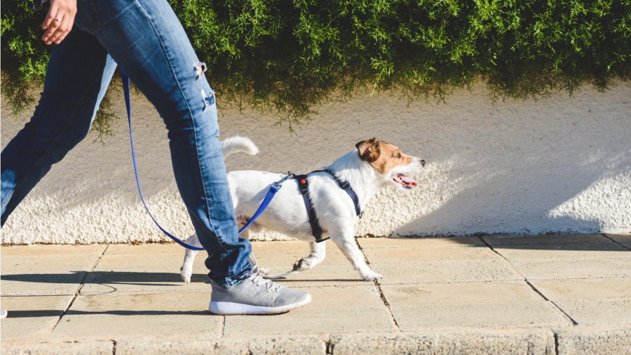 Hund läuft angeleint auf einem Weg