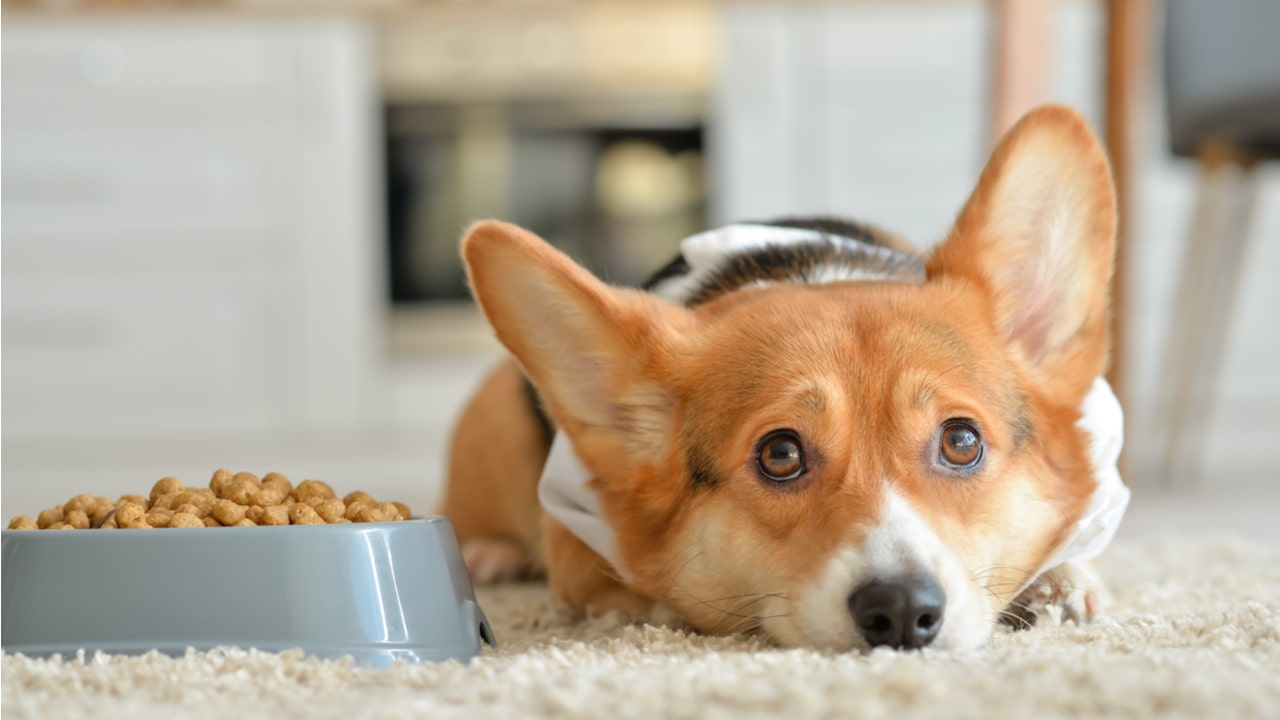 Hund liegt neben seinem Futternapf und frisst nicht