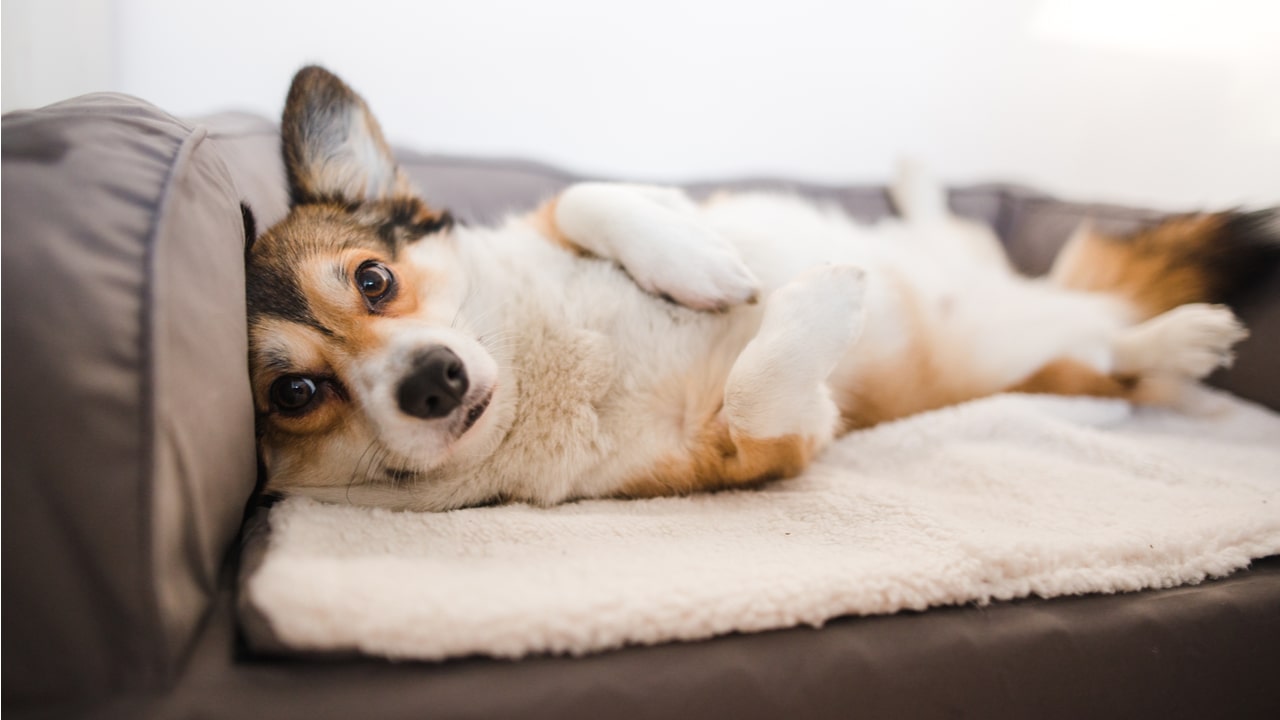 Kleiner Hund liegt auf dem Bett als Symbol für sicheren Zugang zu Sofa und Bett