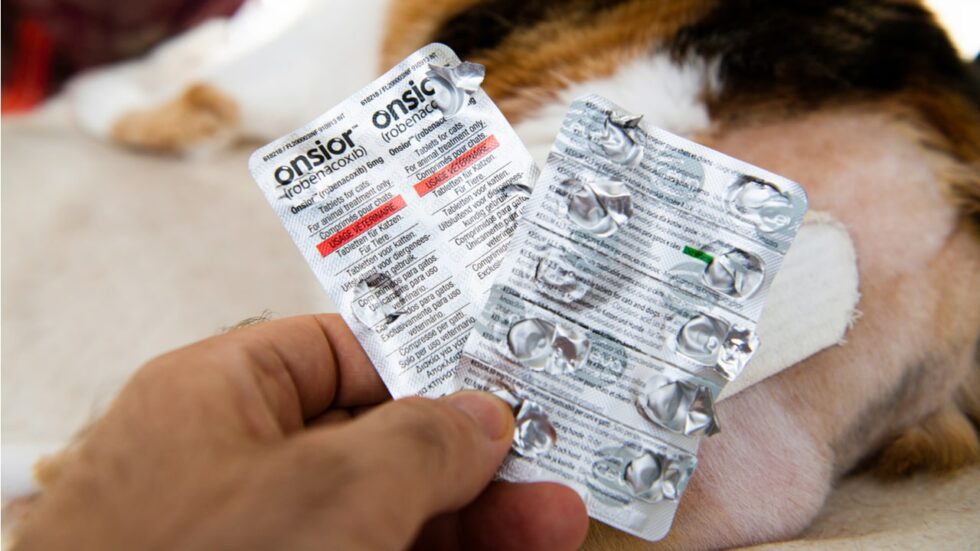 Schmerzmittel Für Hunde Bei Arthrose hello-hund.de