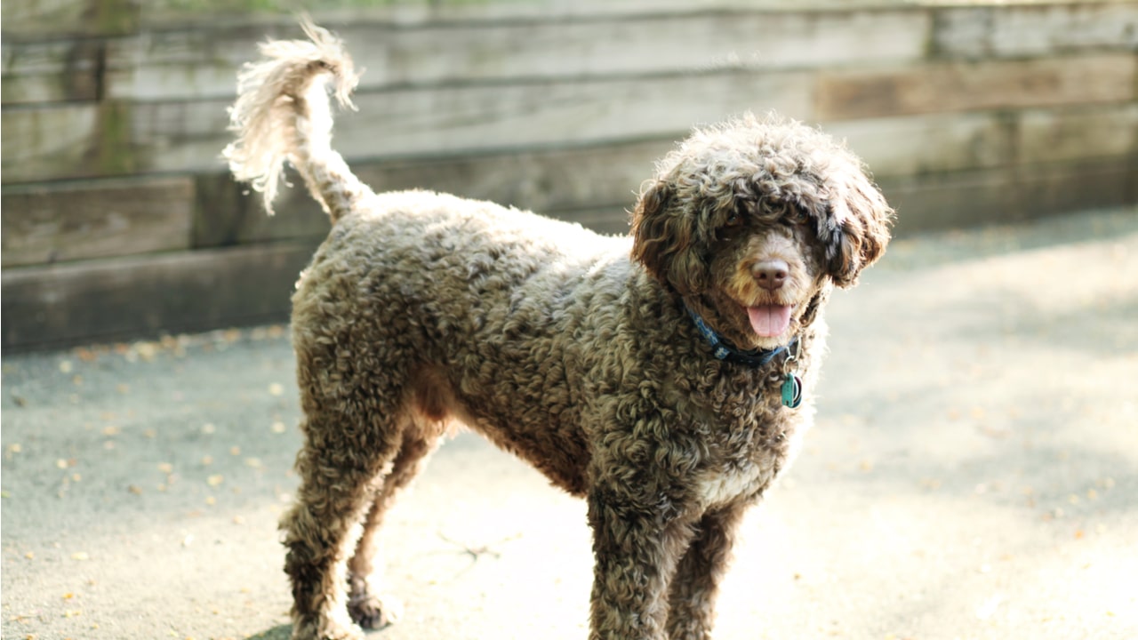 Lockiger Wasserhund als wenig haarender aktiver Hund