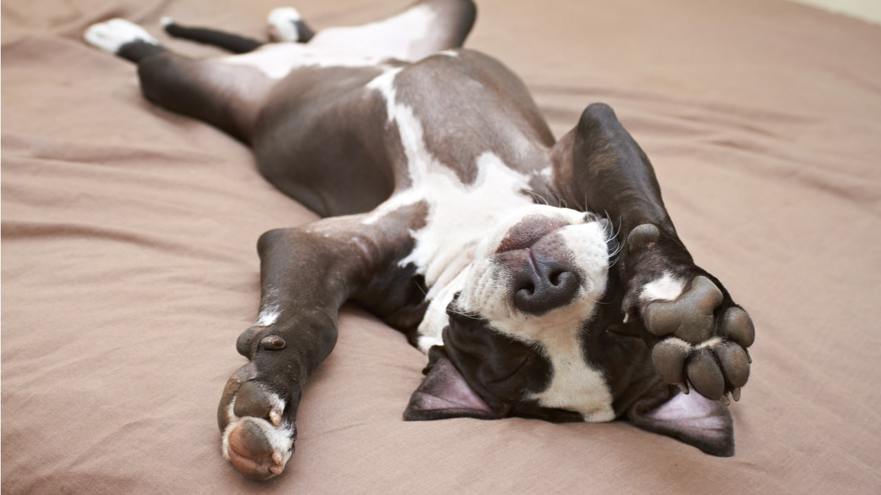 Orthopädisches Hundebett: sinnvoll für Senior, Rücken und Gelenke?