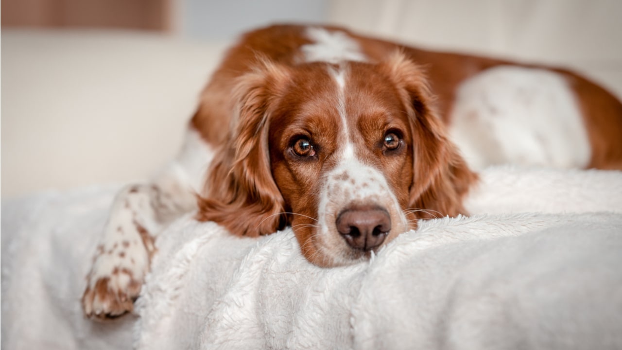 Hund bellt wenn ich weg bin: Alleinbleiben aufbauen