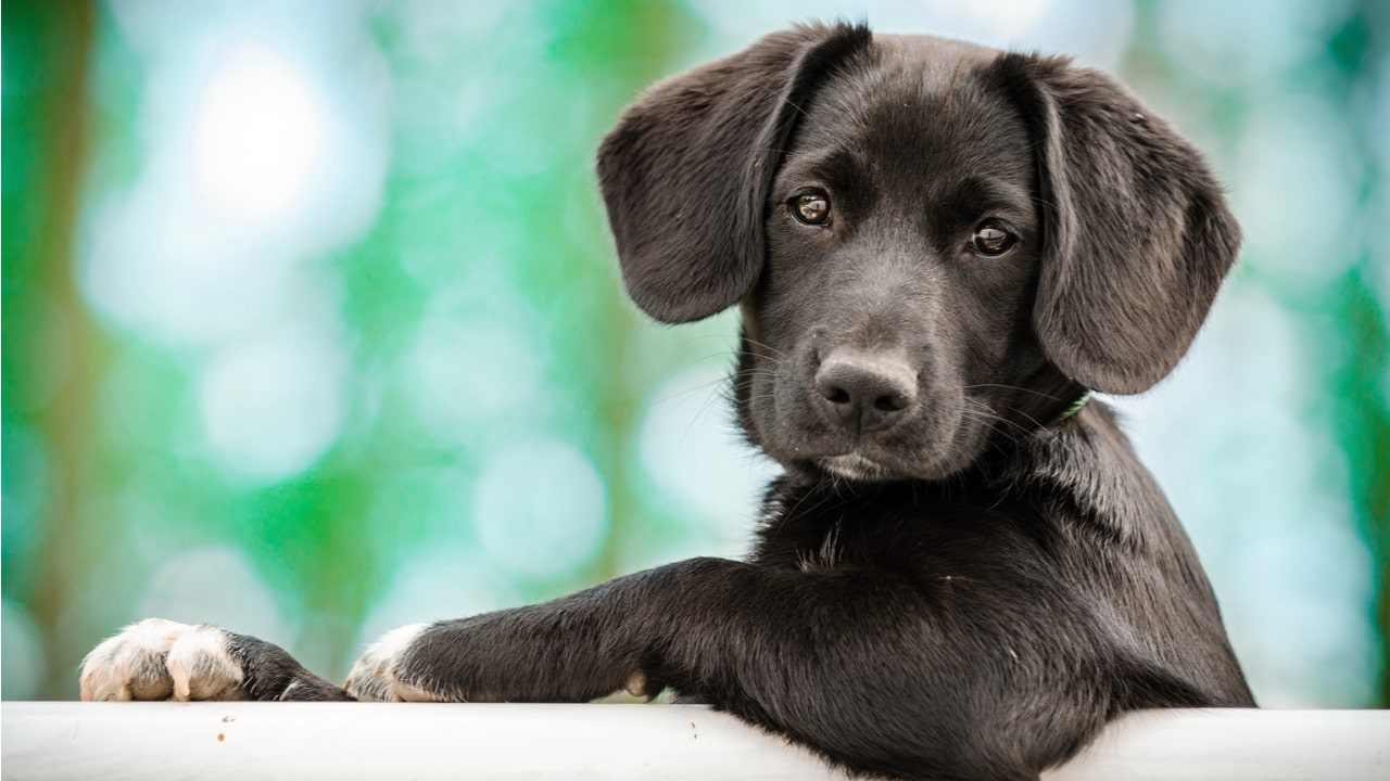 22 Fakten über Hunde, die Sie garantiert noch nicht kennen