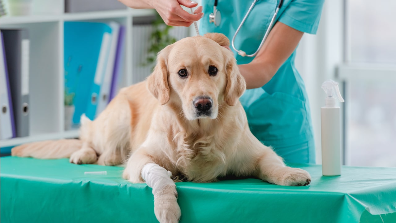 Golden Retriever bei einer tierärztlichen Behandlung