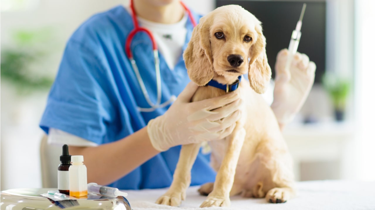 Zoonosen beim Hund: Risiken, Symptome und Schutz