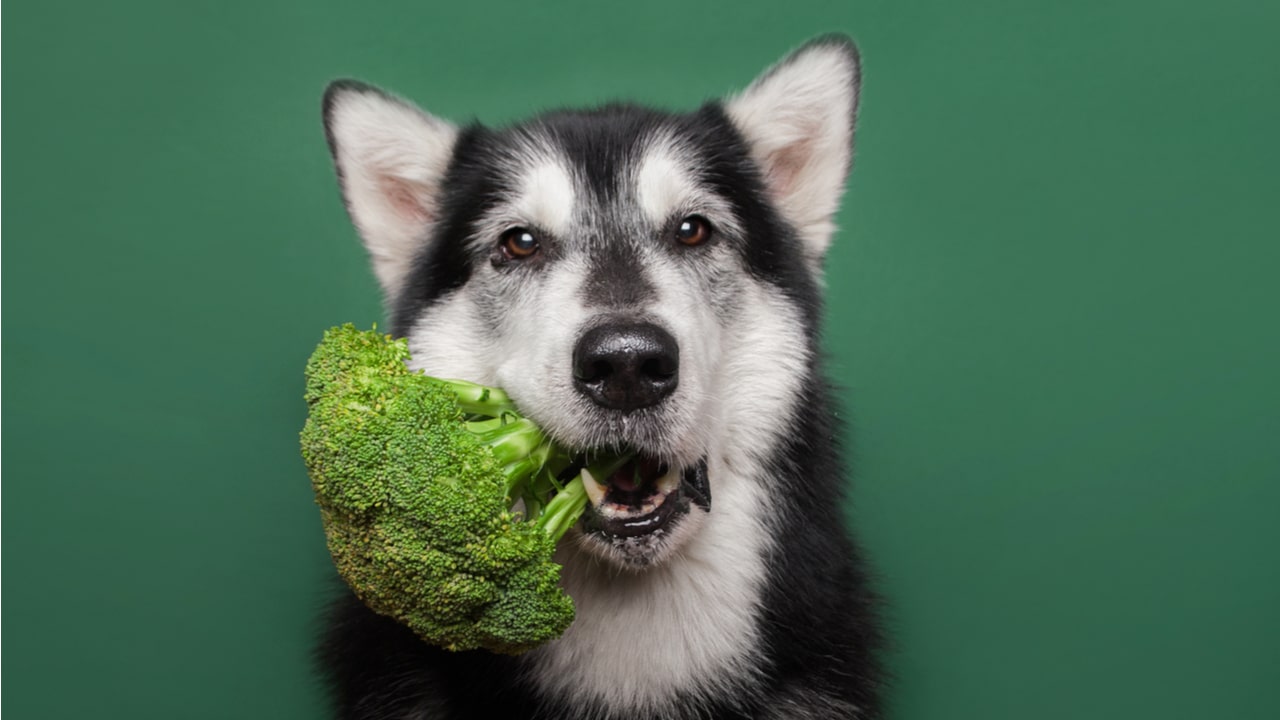 Hunde vegan ernähren: Ist das artgerecht?