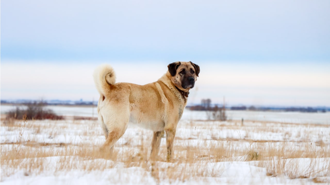 Kangal Hirtenhund als großer türkischer Herdenschutzhund