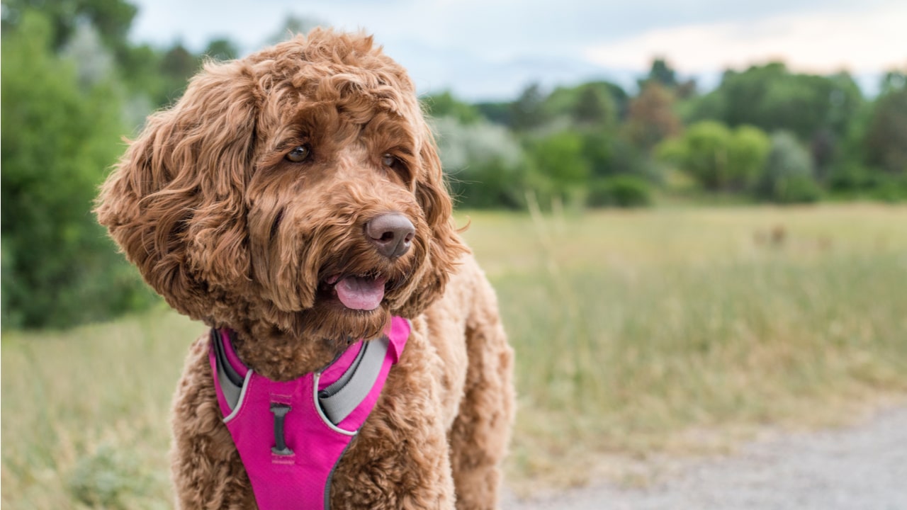 Hundegeschirr richtig messen: Passform-Check und 4 Modelle