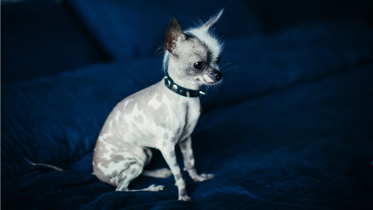 Haarloser Chihuahua als kleiner haarloser Hund