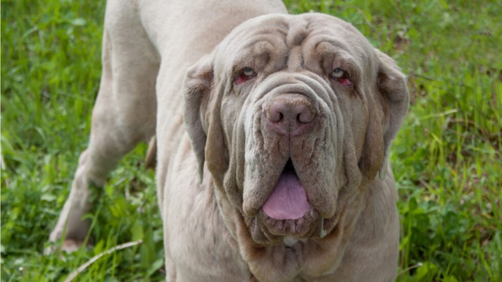 Hund Mit Falten Im Gesicht hello-hund.de
