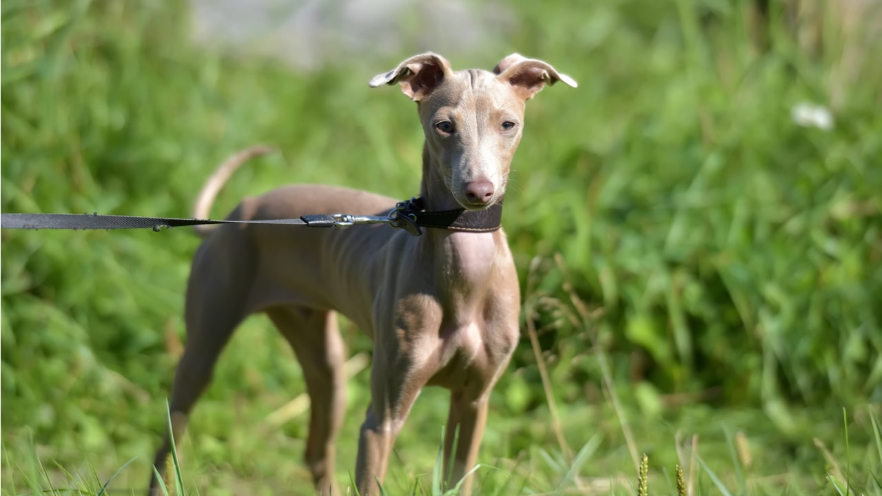 Peruanischer Nackthund als schlanker haarloser Hund