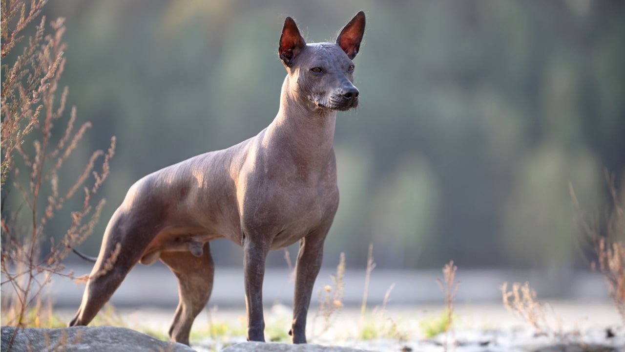 Xoloitzcuintli Mexican Hairless als haarloser Hund