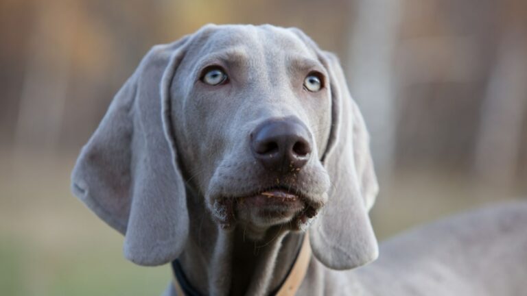 Weimaraner