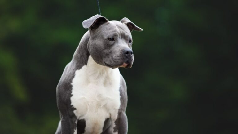 American Staffordshire Terrier