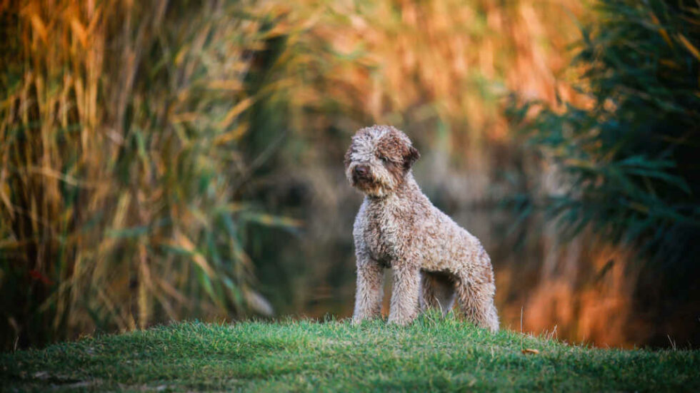 Wasserhunde - alles über die Schwimmer und ihre Einsatzbereiche