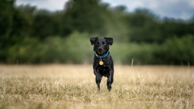 Patterdale Terrier