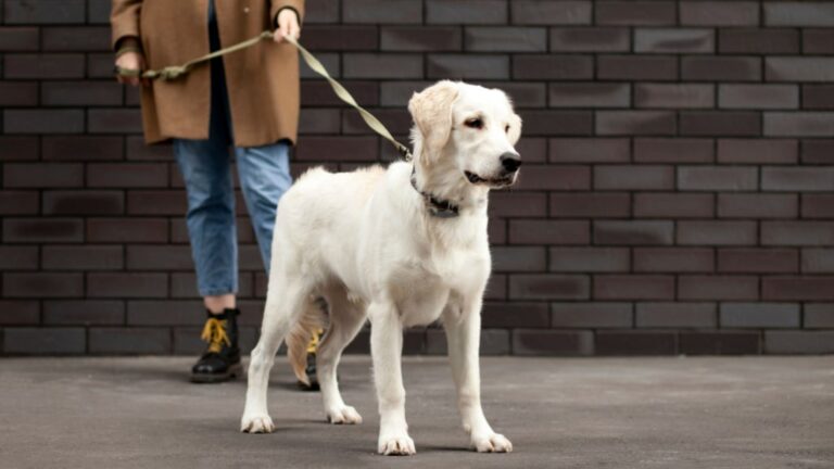 Hund an der Leine wartet mit Aufmerksamkeit