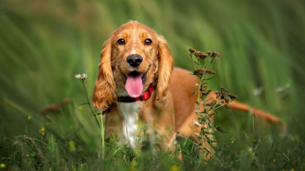 Hund Hechelt Stark Nach Spaziergang