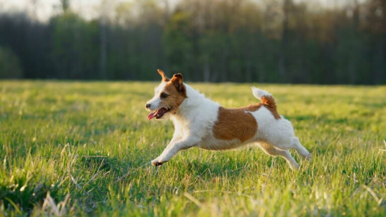 Jack Russell Terrier
