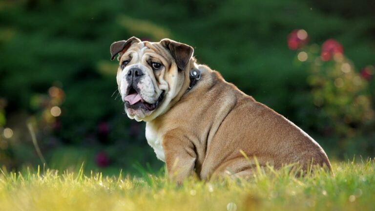 Englische Bulldogge