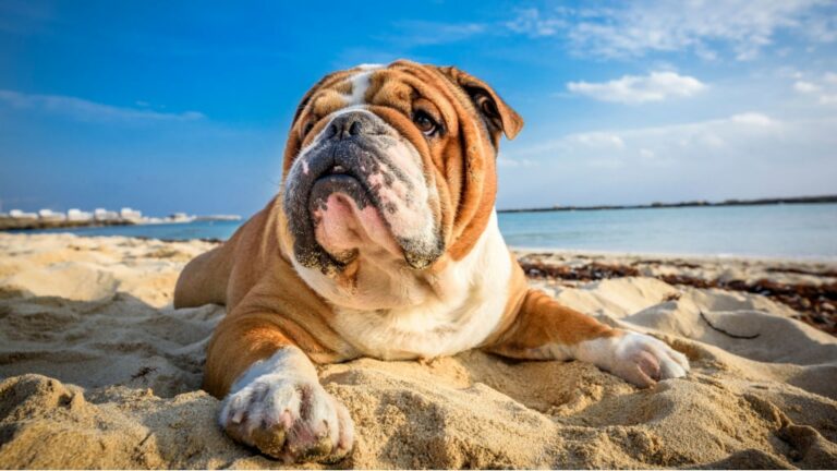 Englische Bulldogge am Strand als Hinweis auf Hitze, Schatten und vorsichtige Abkühlung