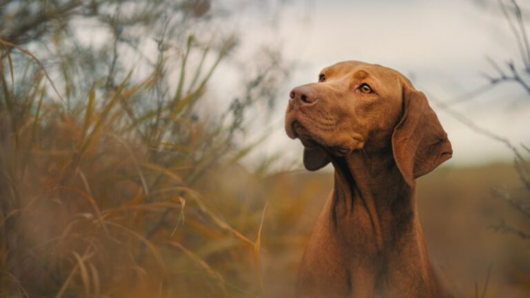 Magyar Vizsla