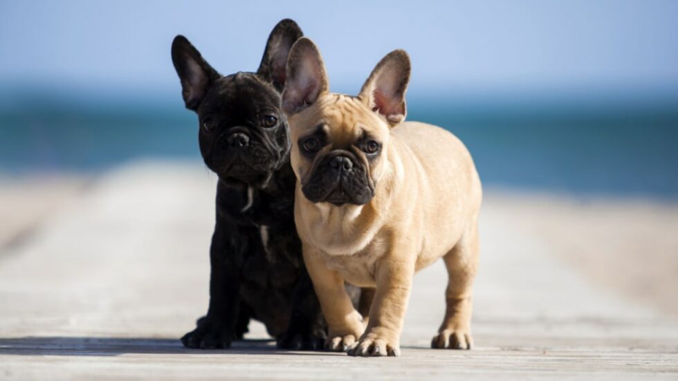 Klein und knuffig - Alles Wichtige über die Französische Bulldogge