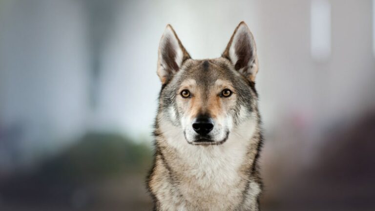 Tschechoslowakischer Wolfshund