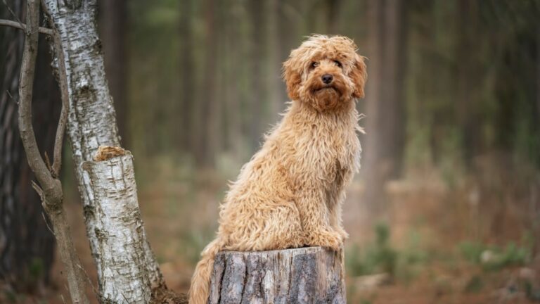 Cavapoo