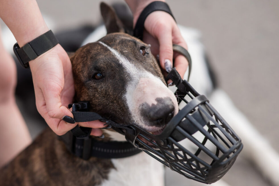 Welche Hunde Müssen Einen Maulkorb Tragen Hunde in öffentliche Verkehrsmittel - Das müssen Sie wissen