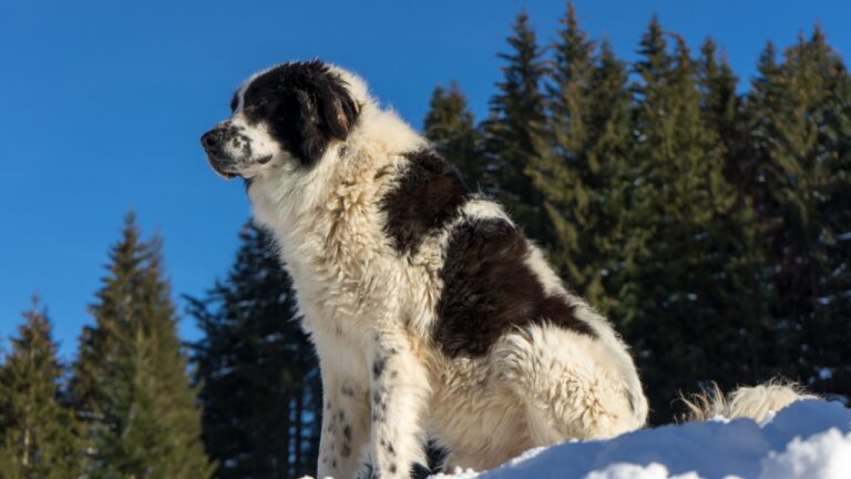 Bucovina-Hirtenhund