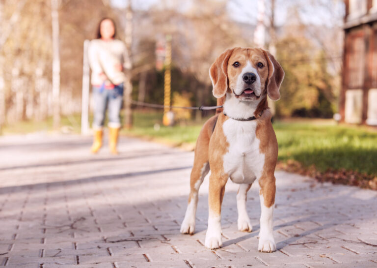 Hund an langer Leine auf einer Wiese
