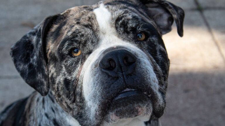 Alapaha Blue Blood Bulldog