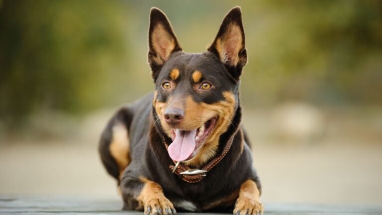 Australian Kelpie