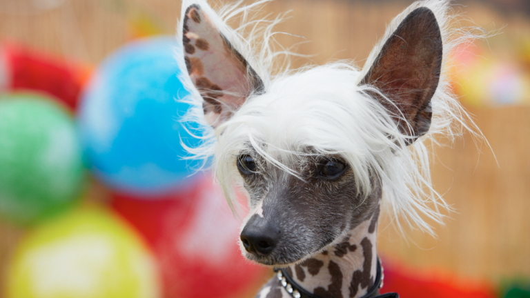 Chinesischer Schopfhund