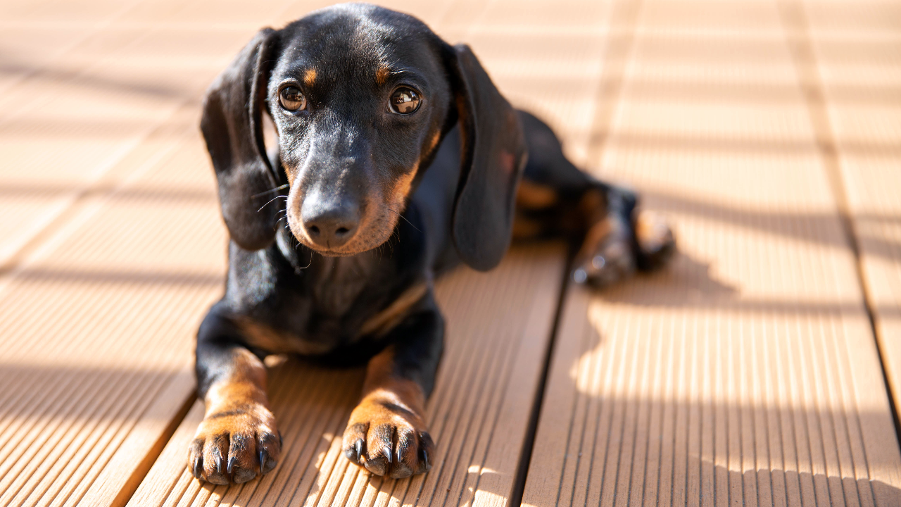Dackel als kleiner Hund, bei Tigerdackeln können blaue Augen vorkommen