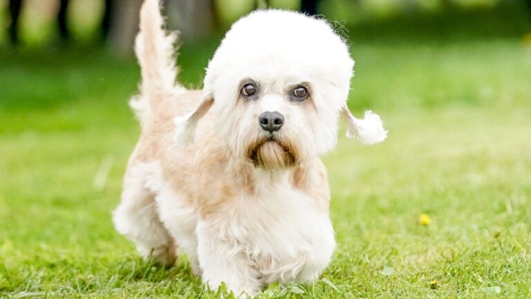 Dandie Dinmont Terrier