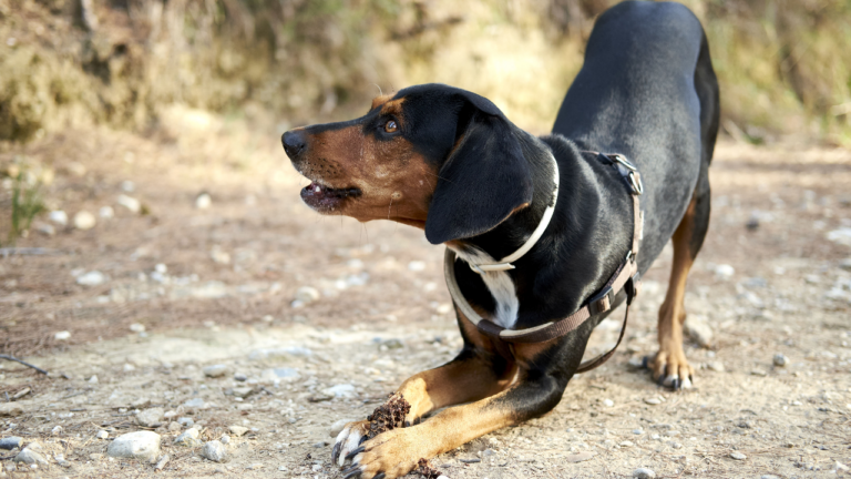 Griechische Bracke