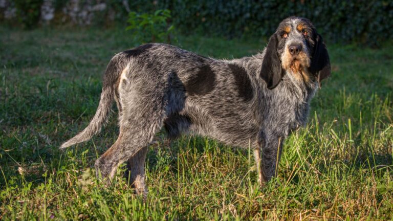 Griffon Bleu de Gascogne