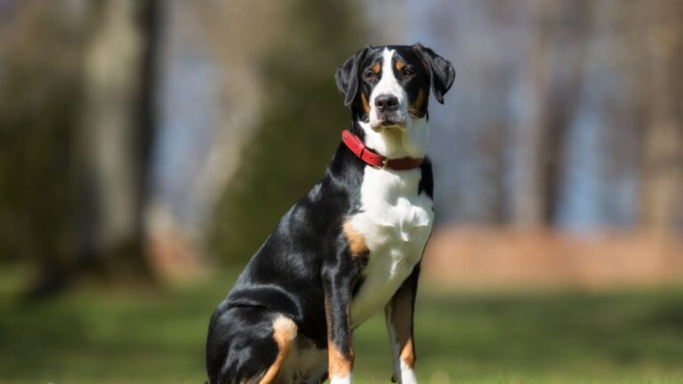Großer Schweizer Sennenhund